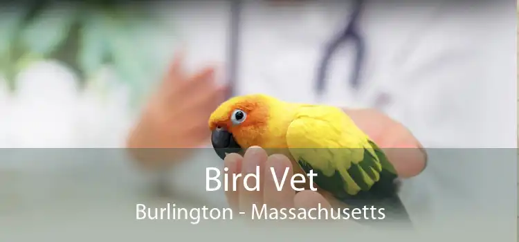Bird Vet Burlington - Massachusetts