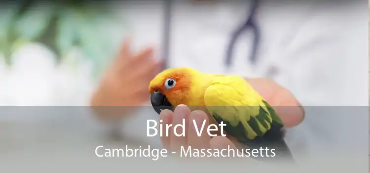 Bird Vet Cambridge - Massachusetts