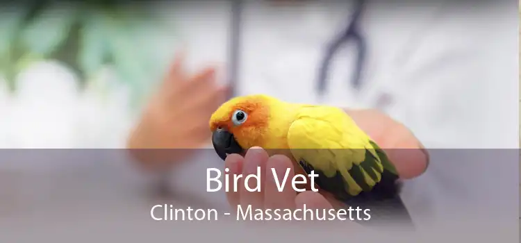 Bird Vet Clinton - Massachusetts