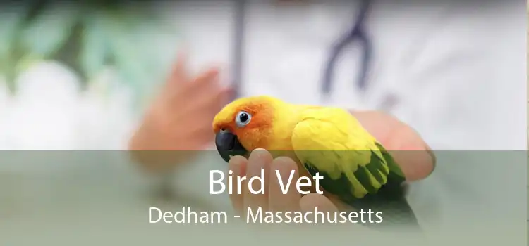 Bird Vet Dedham - Massachusetts