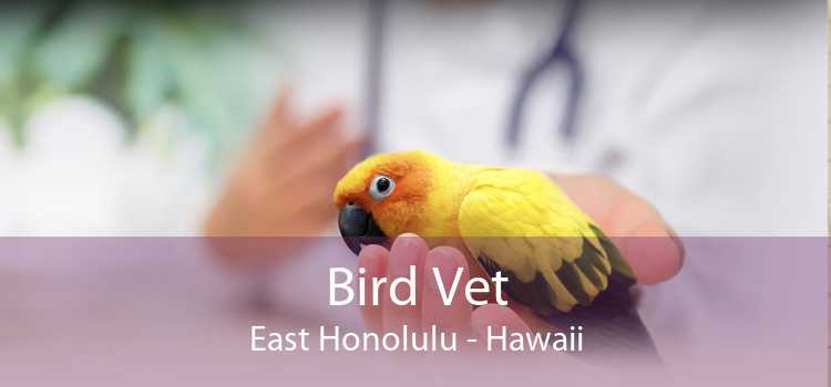 Bird Vet East Honolulu - Hawaii