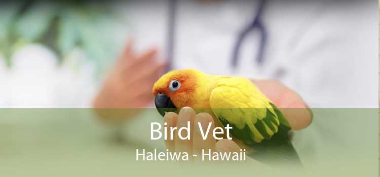 Bird Vet Haleiwa - Hawaii