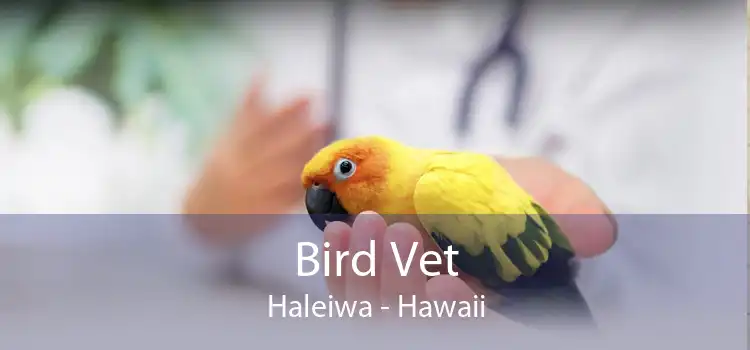 Bird Vet Haleiwa - Hawaii