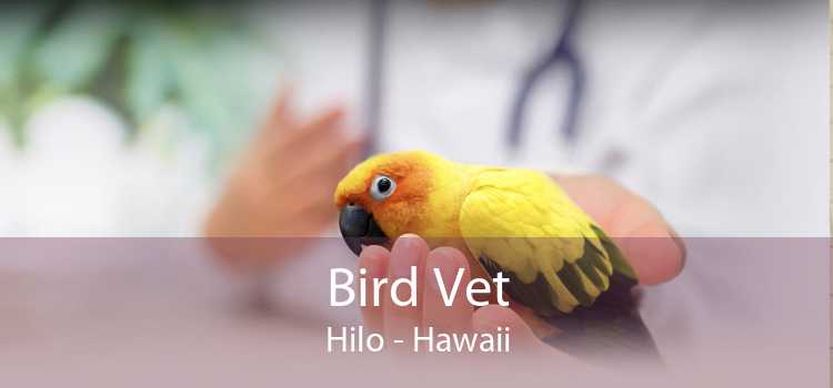 Bird Vet Hilo - Hawaii