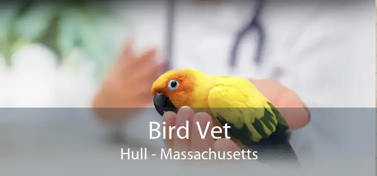 Bird Vet Hull - Massachusetts