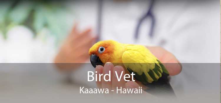 Bird Vet Kaaawa - Hawaii
