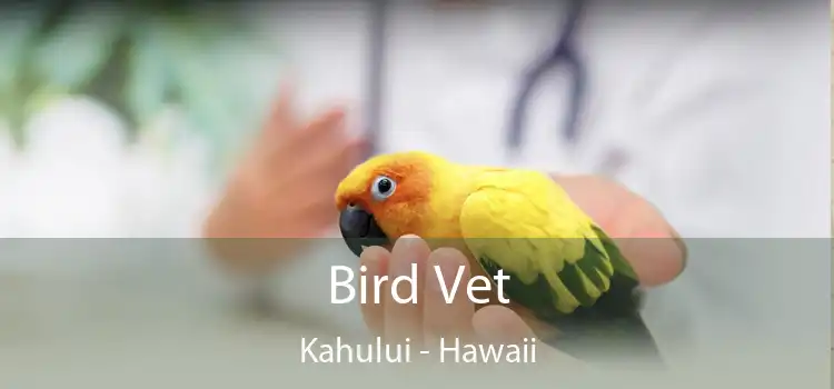 Bird Vet Kahului - Hawaii