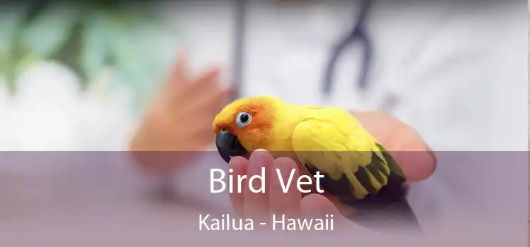 Bird Vet Kailua - Hawaii