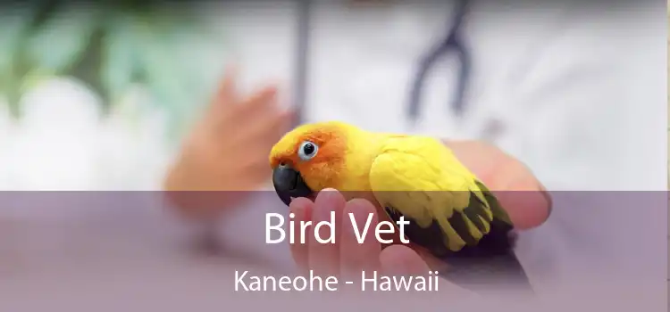 Bird Vet Kaneohe - Hawaii