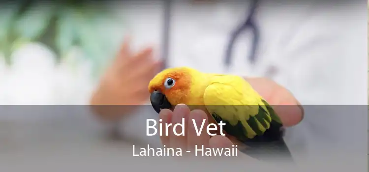 Bird Vet Lahaina - Hawaii