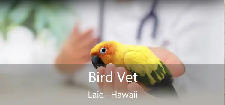Bird Vet Laie - Hawaii
