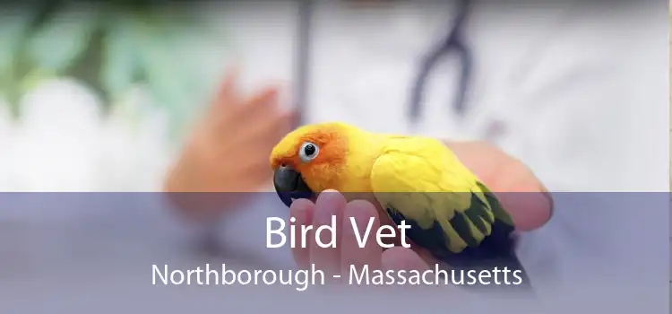 Bird Vet Northborough - Massachusetts