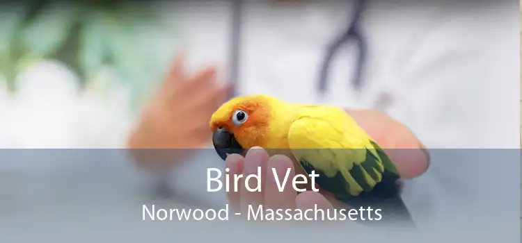 Bird Vet Norwood - Massachusetts
