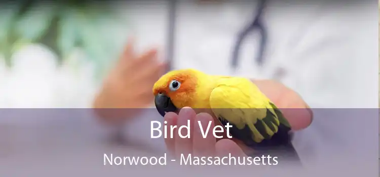 Bird Vet Norwood - Massachusetts