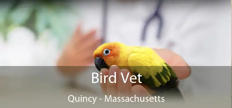 Bird Vet Quincy - Massachusetts