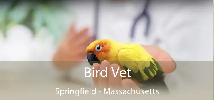 Bird Vet Springfield - Massachusetts