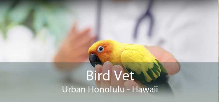 Bird Vet Urban Honolulu - Hawaii