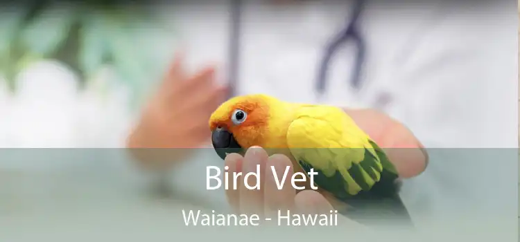 Bird Vet Waianae - Hawaii