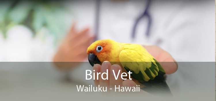 Bird Vet Wailuku - Hawaii