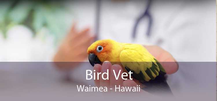 Bird Vet Waimea - Hawaii