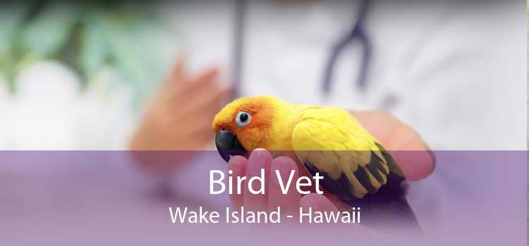 Bird Vet Wake Island - Hawaii