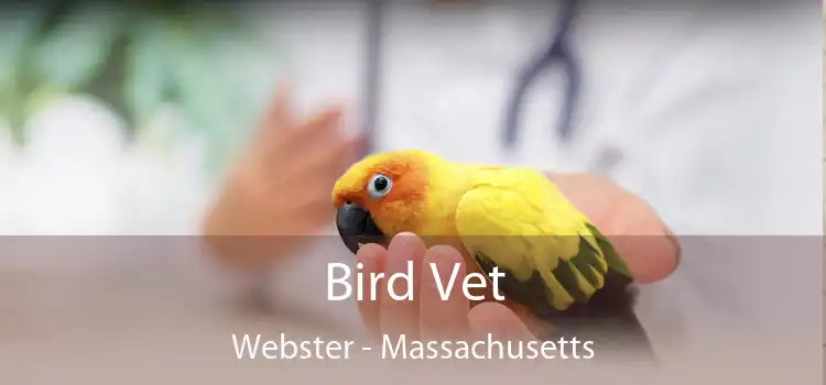 Bird Vet Webster - Massachusetts