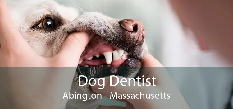 Dog Dentist Abington - Massachusetts