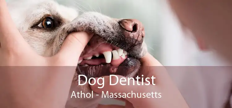 Dog Dentist Athol - Massachusetts