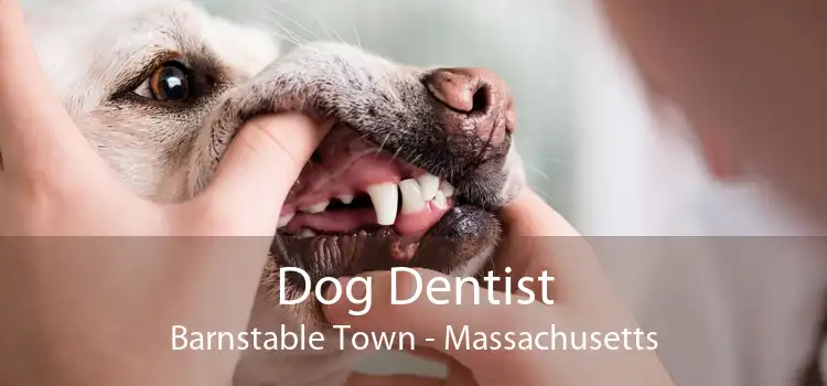 Dog Dentist Barnstable Town - Massachusetts