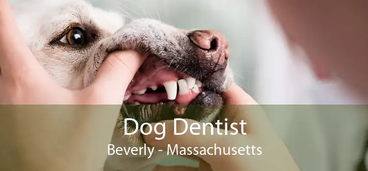 Dog Dentist Beverly - Massachusetts