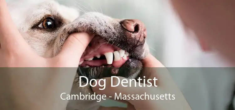 Dog Dentist Cambridge - Massachusetts