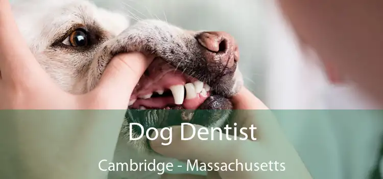 Dog Dentist Cambridge - Massachusetts