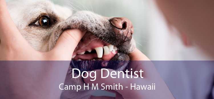 Dog Dentist Camp H M Smith - Hawaii