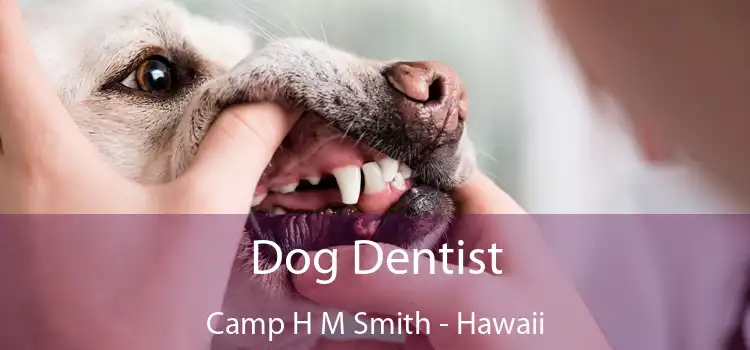 Dog Dentist Camp H M Smith - Hawaii