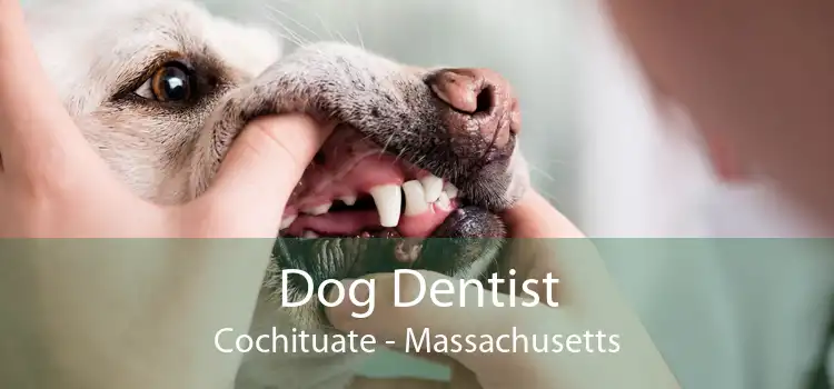 Dog Dentist Cochituate - Massachusetts