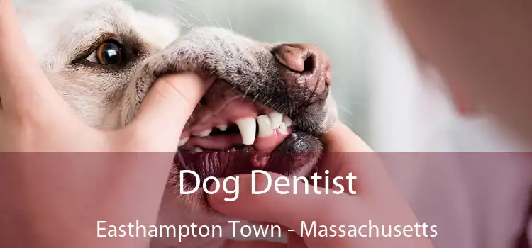 Dog Dentist Easthampton Town - Massachusetts