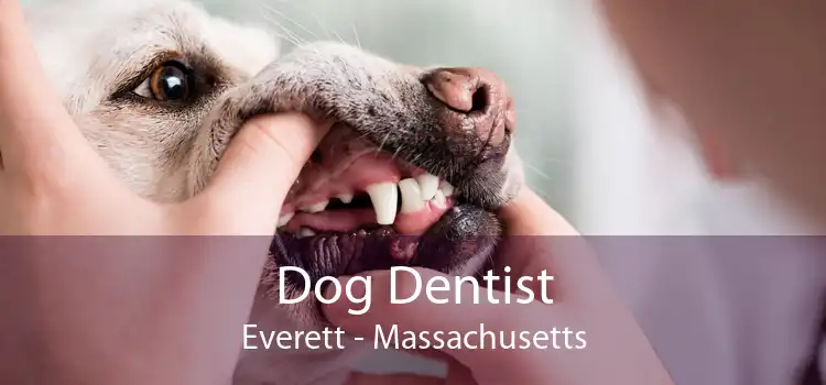 Dog Dentist Everett - Massachusetts