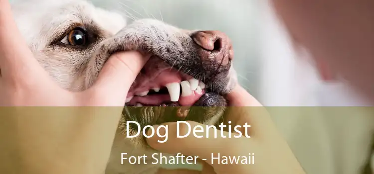Dog Dentist Fort Shafter - Hawaii