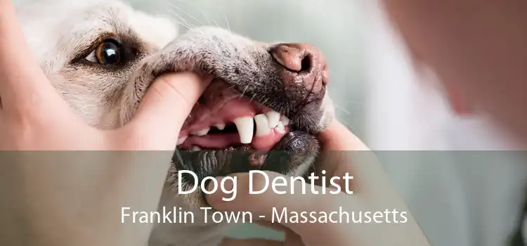 Dog Dentist Franklin Town - Massachusetts