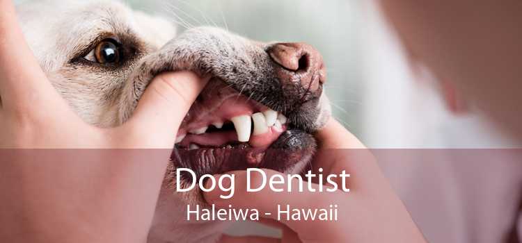 Dog Dentist Haleiwa - Hawaii