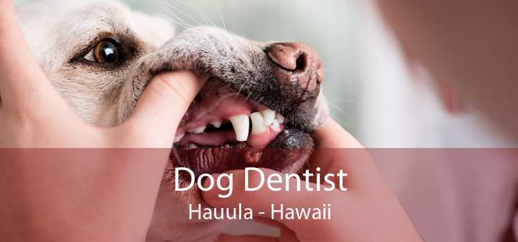 Dog Dentist Hauula - Hawaii