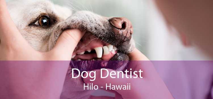 Dog Dentist Hilo - Hawaii