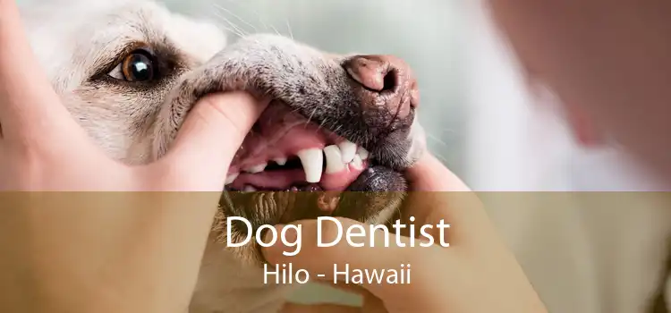 Dog Dentist Hilo - Hawaii