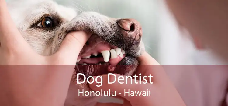 Dog Dentist Honolulu - Hawaii