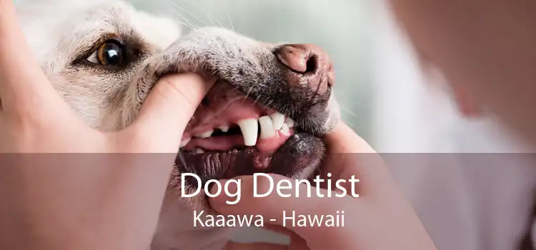 Dog Dentist Kaaawa - Hawaii
