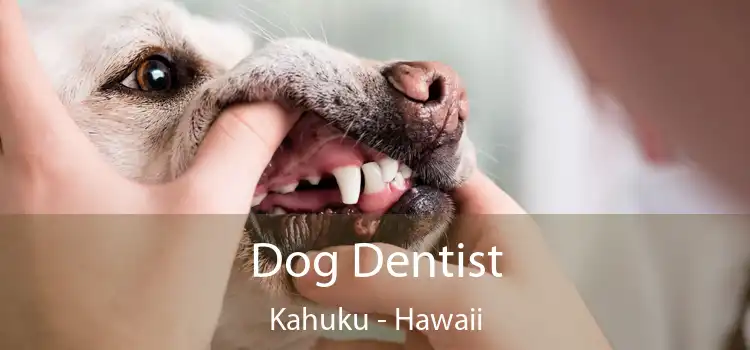 Dog Dentist Kahuku - Hawaii