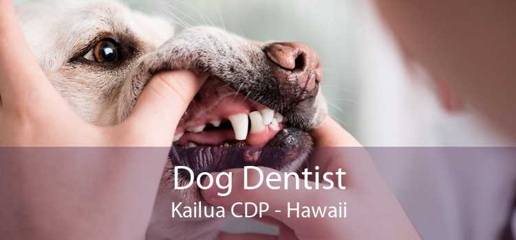 Dog Dentist Kailua CDP - Hawaii