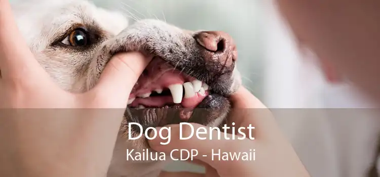 Dog Dentist Kailua CDP - Hawaii
