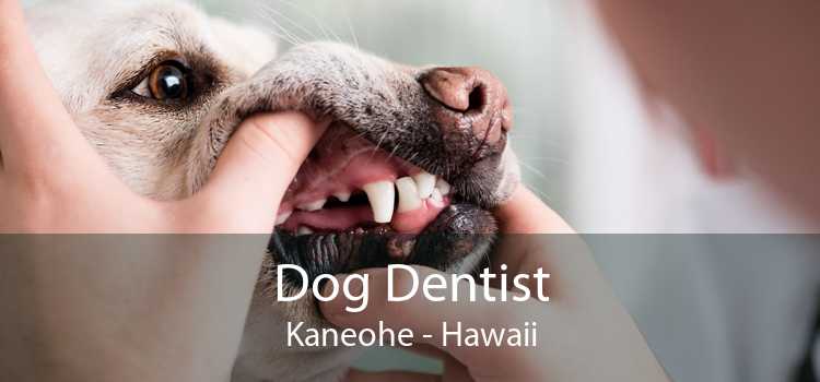 Dog Dentist Kaneohe - Hawaii