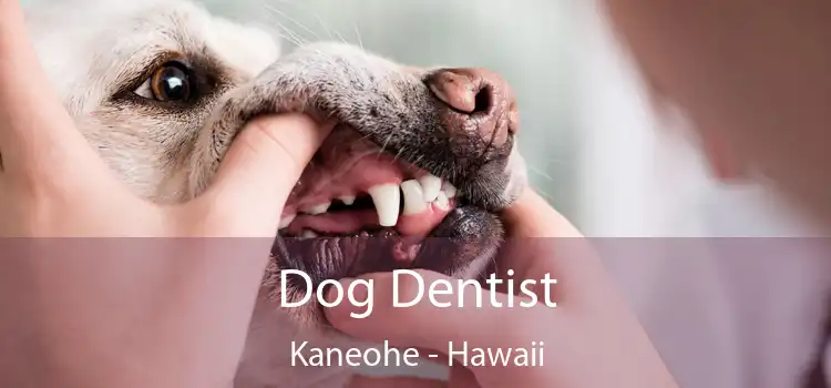 Dog Dentist Kaneohe - Hawaii